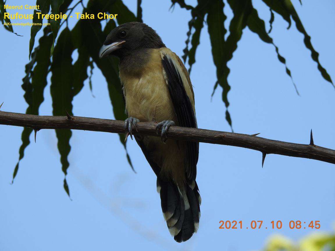 Rufous Treepie (60) Coming Soon